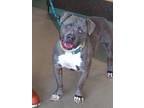 Adopt THOR a Pit Bull Terrier