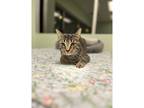 Adopt Stripy Stripes a Domestic Shorthair / Mixed cat in Kalamazoo