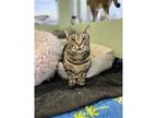 Adopt Fancy Stripes a Domestic Shorthair / Mixed cat in Kalamazoo, MI (37828777)