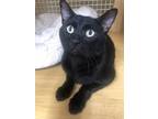 Adopt Chicken Little 6615 a All Black Domestic Shorthair / Mixed cat in Dallas