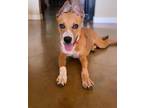 Adopt Chase a Brown/Chocolate American Pit Bull Terrier / Australian Cattle Dog