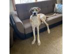 Adopt Dane Dawgs : Quinn a White Great Dane dog in Aurora, IN (37751944)