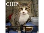 Adopt Chip (FCID# 11/06/2023 - 21) C,SN food a Tabby, Tuxedo