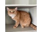 Adopt Ariel a Orange or Red Domestic Shorthair / Mixed cat in Huntsville