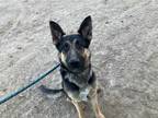 Adopt BILLY a Black - with Tan, Yellow or Fawn German Shepherd Dog / Mixed dog