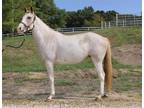 Adopt HALI a Bay Appaloosa / Mixed horse in Union, MO (30163416)