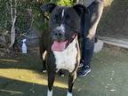 Adopt JOUVAN a Black - with White American Pit Bull Terrier / Mixed dog in Los