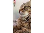 Adopt Goldie a Tan or Fawn Tabby American Shorthair / Mixed (medium coat) cat in