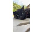 Adopt Malachi a All Black American Shorthair / Mixed (medium coat) cat in Palm