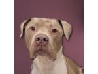 Adopt Jefe a Tan/Yellow/Fawn American Pit Bull Terrier / Mixed dog in Kansas