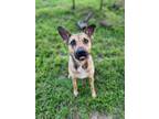 Adopt Jeb a Brown/Chocolate - with Black German Shepherd Dog dog in Sealy