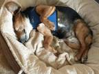 Adopt Cadbury a Beagle / Mixed dog in Frederick, MD (37834981)