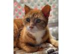 Adopt Creamsicle 3 a Gray, Blue or Silver Tabby Domestic Shorthair cat in New