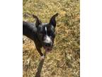 Adopt Oreo a American Pit Bull Terrier / Mixed dog in Red Oak, TX (37823899)