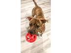 Adopt Rocco a Brindle American Staffordshire Terrier / Boxer / Mixed dog in