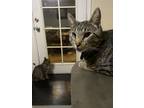 Adopt Percy a Gray, Blue or Silver Tabby American Shorthair / Mixed (short coat)