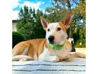 Adopt Mama Noelle a Cattle Dog / Mixed dog in Barrington, RI (37780805)