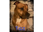 Adopt Taz a Tan/Yellow/Fawn Mixed Breed (Medium) / Mixed dog in Cincinnati