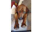 Adopt Gunner a Brindle Plott Hound / Mixed dog in Thornton, CO (37841809)