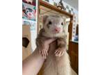 Adopt Mallow a Ferret