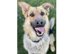 Adopt Andy a Black German Shepherd Dog / Mixed dog in Red Bluff, CA (37830681)