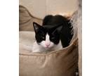 Adopt Squirmy a All Black Domestic Shorthair / Domestic Shorthair / Mixed cat in