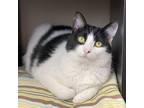 Adopt Chloe a All Black Domestic Shorthair / Mixed cat in Decorah, IA (37681869)