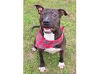Adopt Jollie a Black American Pit Bull Terrier / Mixed dog in Gulfport