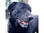 Adopt Yin JuM* a Black Labrador Retriever / Mixed dog in Everett, WA (32719004)