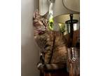 Adopt Lolli a Domestic Shorthair / Mixed (short coat) cat in Whitestone