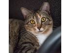 Adopt Alvy a Tiger Striped Domestic Shorthair (short coat) cat in Selma