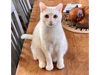Adopt Lime a White Domestic Shorthair (short coat) cat in Selma, NC (34136796)