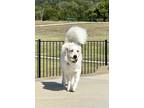 Adopt Winters a Tan/Yellow/Fawn Great Pyrenees / Mixed dog in Fort Worth