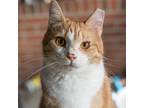 Adopt Creamsicle a Orange or Red (Mostly) Domestic Shorthair (short coat) cat in