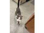 Adopt Rosa a Gray or Blue Domestic Shorthair / Domestic Shorthair / Mixed cat in