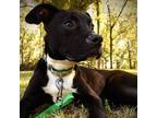 Adopt Valerie a Black Pit Bull Terrier / Mixed dog in Cabot, AR (37856626)