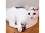 Adopt Cody a White Turkish Van / Mixed cat in Houston, TX (37349482)