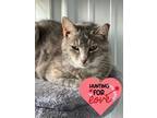 Adopt Eleanor a Domestic Shorthair / Mixed (short coat) cat in Hartford City