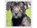 Adopt Elton a Black Cairn Terrier / Poodle (Miniature) / Mixed dog in Santa Ana