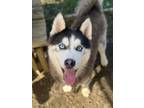 Adopt Hershey a Siberian Husky