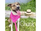 Adopt Chuck a Brindle Plott Hound / Mixed dog in Austin, TX (37779539)