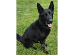 Adopt Shadow a Black German Shepherd Dog / Mixed dog in Brookfield