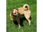 Adopt Cello-a "Shug?" a Tan/Yellow/Fawn - with Black Pug / German Shepherd Dog /