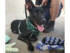 Adopt Trail a Black Labrador Retriever / Great Dane / Mixed dog in Sparta