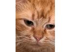 Adopt Sammy a Orange or Red Domestic Shorthair (short coat) cat in Mount Gilead