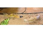 Adopt Laverne & Shirley a Gecko reptile, amphibian, and/or fish in Ypsilanti