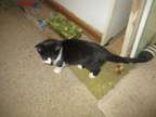 Adopt LEFTY-adopted with Todd 2-25-24 a Domestic Short Hair