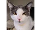 Adopt Koen a Gray or Blue Domestic Shorthair / Domestic Shorthair / Mixed cat in