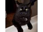 Adopt Big Guy a All Black Domestic Mediumhair / Mixed cat in Rochester
