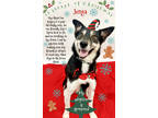 Adopt 80062 Jenga a Black Husky / Mixed dog in Spanish Fork, UT (37640892)
